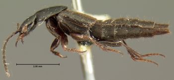 Media type: image;   Entomology 7294 Aspect: habitus lateral view